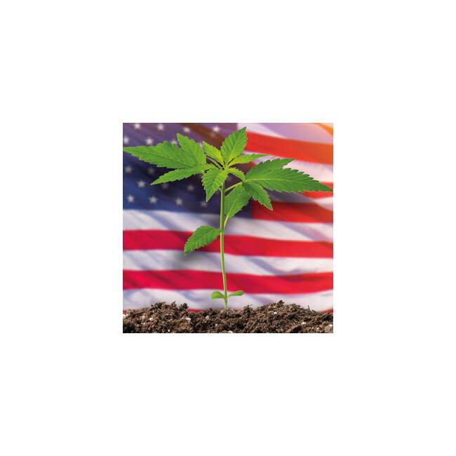 Original USA Cali Cannabis Clones