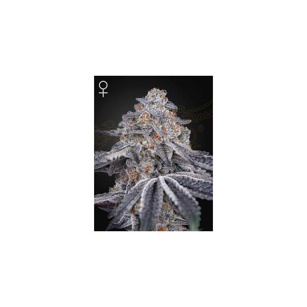 Green House Seeds Velvet Moon 3 pcs feminised