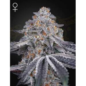 Green House Seeds Velvet Moon 3 pcs feminised