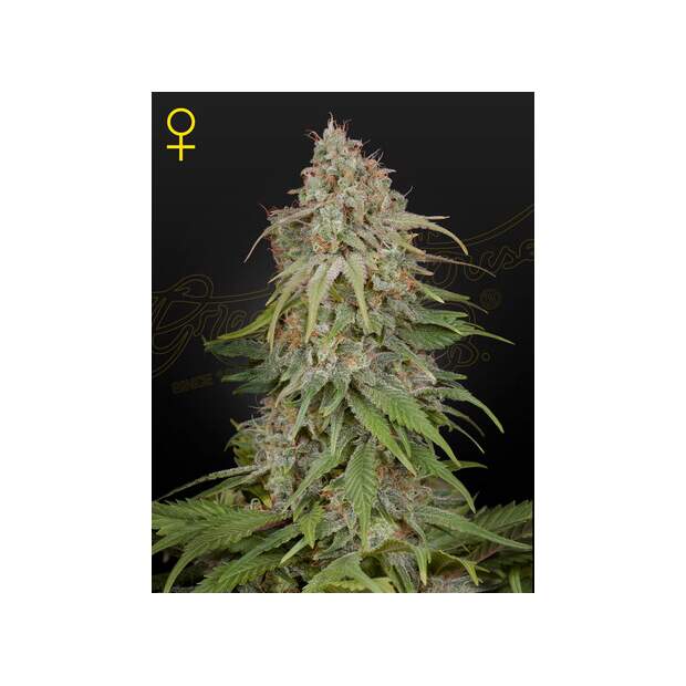 Green House Seeds GH Amnesia 3 Stk feminisiert