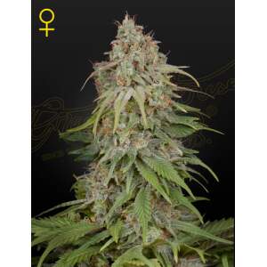 Green House Seeds GH Amnesia 3 Stk feminisiert