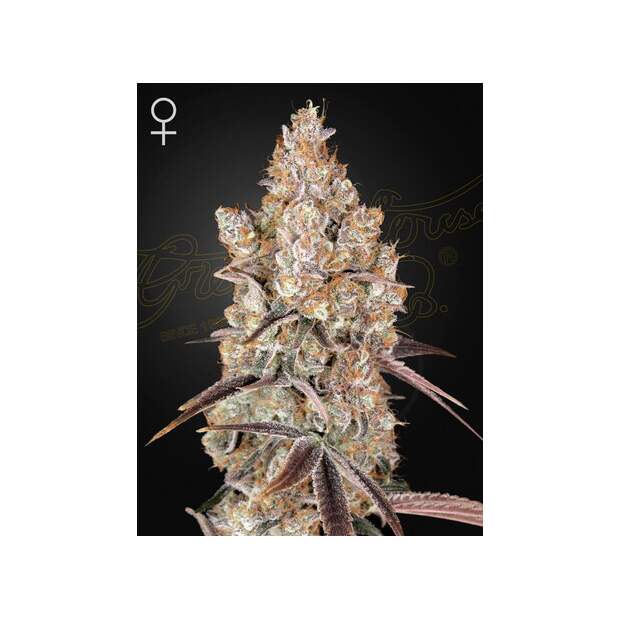 Green House Seeds Holy Snow