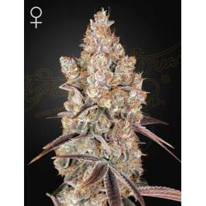 Green House Seeds Holy Snow 3 pcs feminised