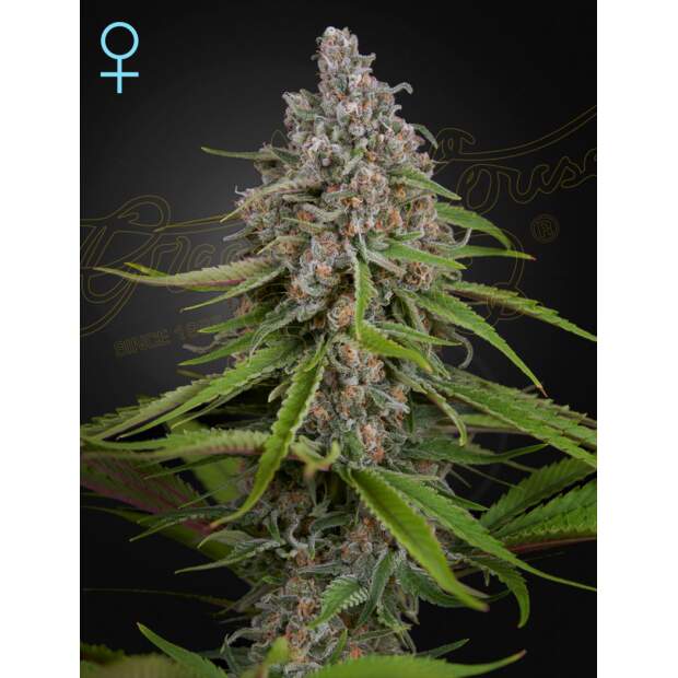 Green House Seeds CBD Deep Candy 3 Stk feminisiert