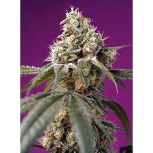 Sweet Seeds Bruce Banner Auto 3 Stk feminisiert