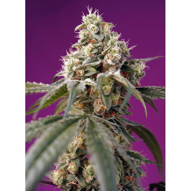 Sweet Seeds Bruce Banner Auto 5 Stk feminisiert