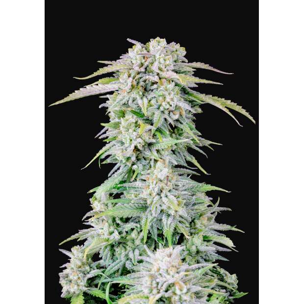 420 Fast Buds Afghan Kush Auto 5 Stk feminisiert