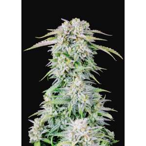 420 Fast Buds Afghan Kush Auto 5 Stk feminisiert