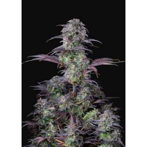 420 Fast Buds Blueberry Auto 5 pcs feminised