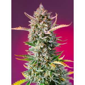Sweet Seeds Gorilla Sherbet F1 Fast Version 5 pcs feminised