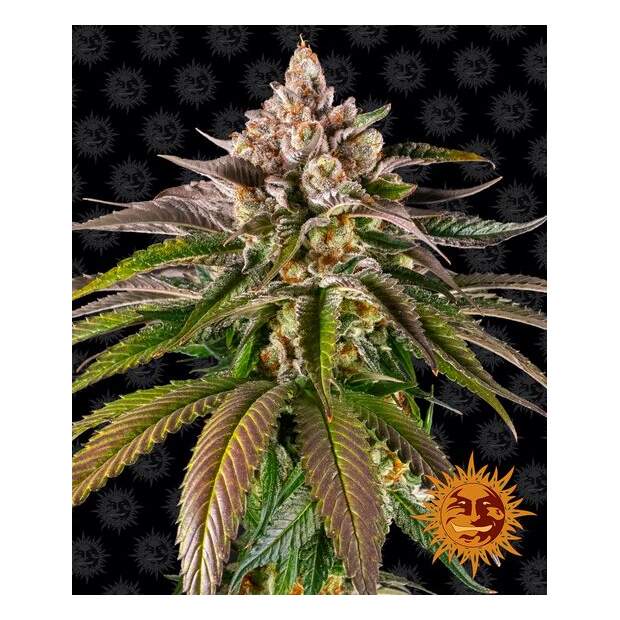 Barneys Farm Kush Mintz 3 pcs feminised