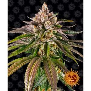 Barneys Farm Kush Mintz 5 Stk feminisiert