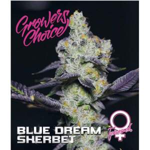 Growers Choice Blue Dream Sherbet 3 pcs feminised