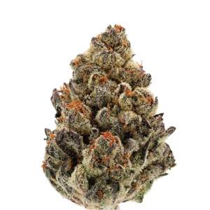 Growers Choice Bruce Banner Auto 3 Stk feminisiert