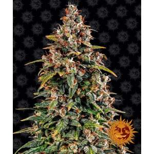 Barneys Farm Watermelon Zkittlez Auto 3 pcs feminised