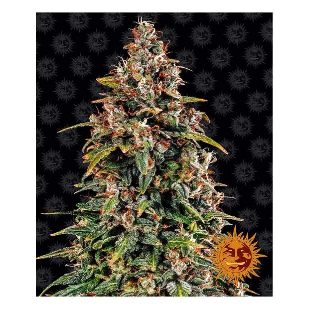 Barneys Farm Watermelon Zkittlez Auto 5 Stk feminisiert