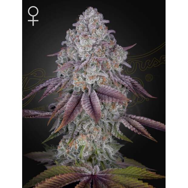 Green House Seeds Persian Pie 5 Stk feminisiert