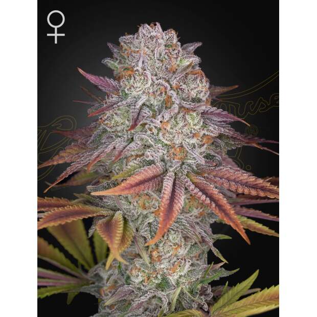 Green House Seeds Pulp Friction 5 Stk feminisiert