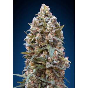 00 Seeds 00 Kush