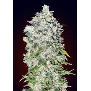 00 Seeds Auto 00 Kush