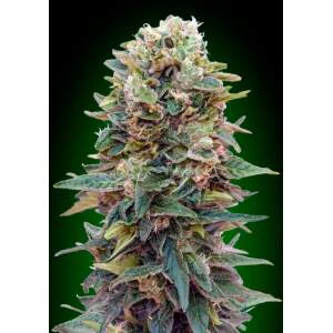 00 Seeds Auto Afghan Mass
