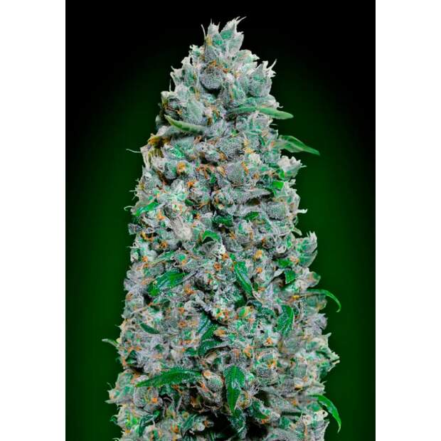 00 Seeds Auto Afghan Mass XXL