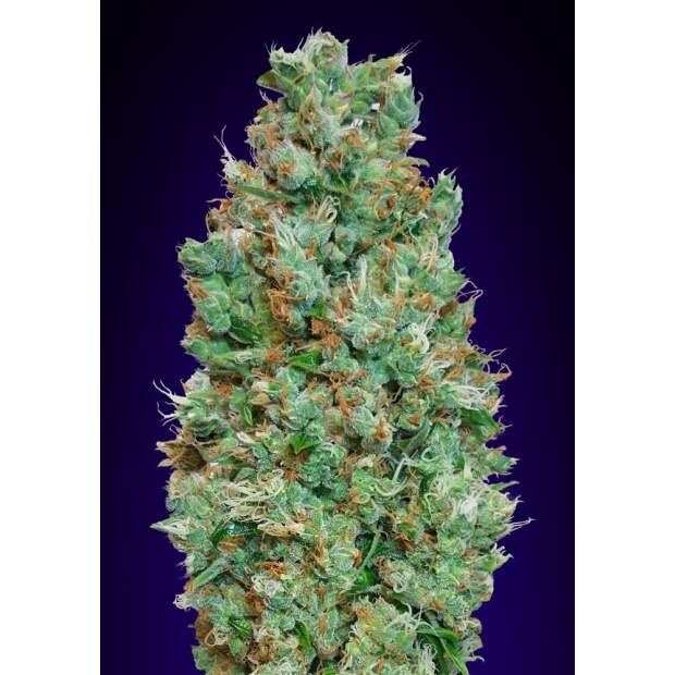 00 Seeds Auto Blueberry