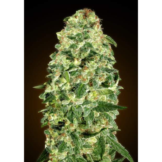 00 Seeds Auto California Kush