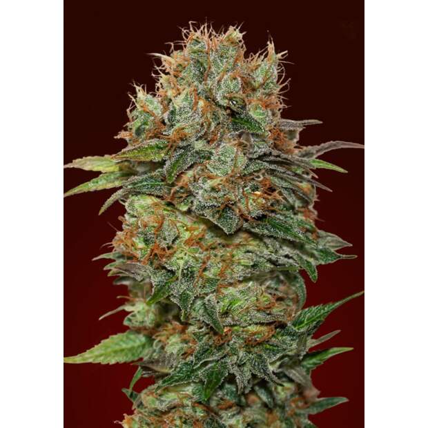 00 Seeds Auto Chocolate Kush