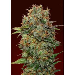 00 Seeds Auto Chocolate Kush
