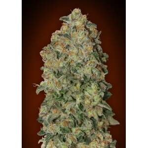 00 Seeds Auto Chocolate Skunk