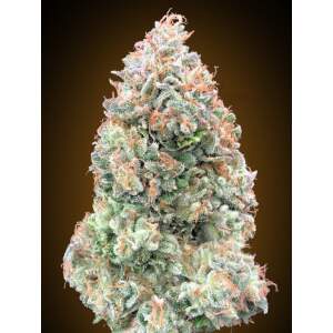 00 Seeds Auto Chocolate Skunk XXL