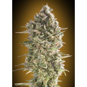 00 Seeds Auto Do-Si-Dos Cookies
