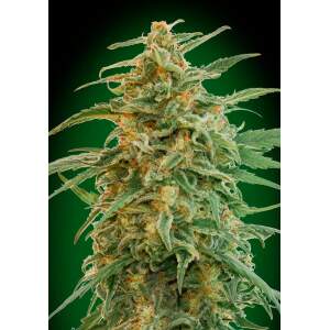 00 Seeds Auto Gorilla
