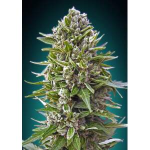 00 Seeds Auto Northern Lights