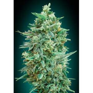 00 Seeds Auto Northern Lights XXL