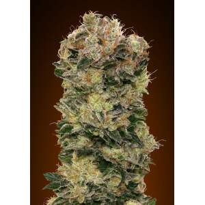00 Seeds Auto Sweet Somango