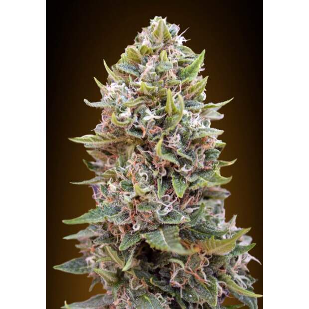 00 Seeds Auto Collection #2