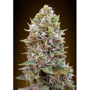 00 Seeds Auto Collection #3