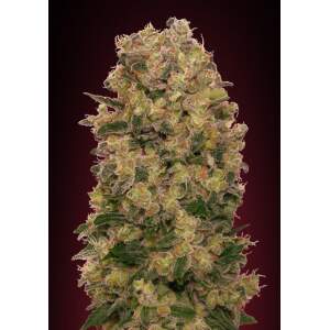 00 Seeds Caramel Kush