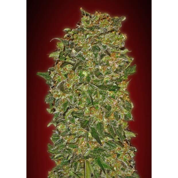 00 Seeds Chocolate Kush