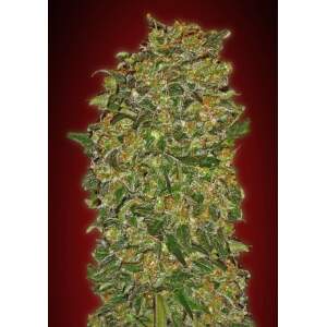 00 Seeds Chocolate Kush