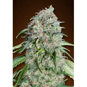 00 Seeds Chocolate Skunk CBD