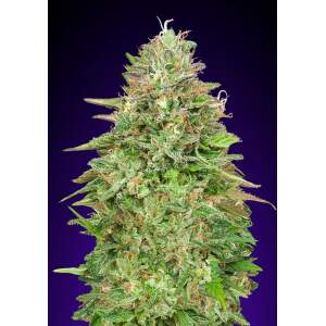 00 Seeds Critical Poison Fast