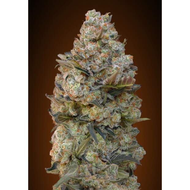 00 Seeds Female Collection #1