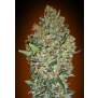 00 Seeds Female Collection #1