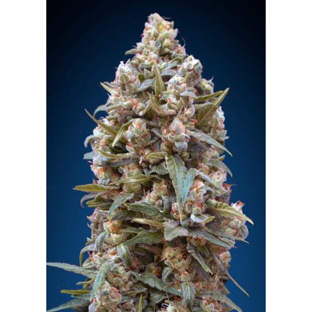 00 Seeds Female Collection #2
