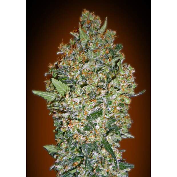 00 Seeds Female Collection #2