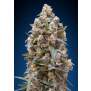 00 Seeds Female Collection #2