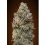 00 Seeds Female Collection #2